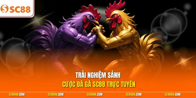 Trải nghiệm sảnh cược đá gà SC88 trực tuyến